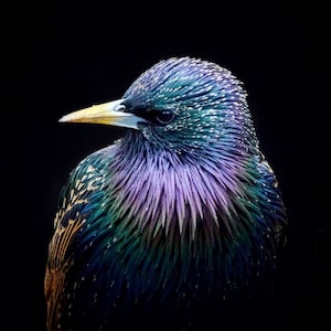 Starling Photograph - Starling - Bird Photos - Bird Prints - Wall Art - Gifts for Bird Lovers - Nature Photography
