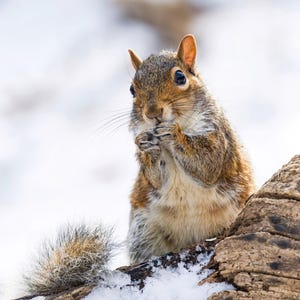 Squirrel Photograph - Squirrel - Wildlife Photos - Wildlife - Nature - Gifts for Nature Lovers - Nature Photography