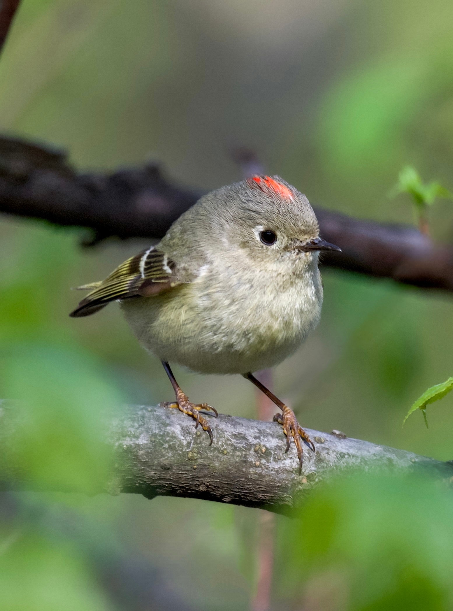 Kniglet Ruby-crowned Kinglet Photograph - Kinglet - Bird Photos - Bird Prints ...
