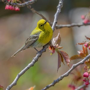 Pine Warbler Photograph - Warbler - Songbird - Bird Photography - Gifts for Bird Lovers - Wildlife Photography