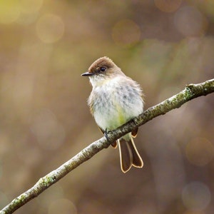 Eastern Phoebe Photograph - Phoebe - Bird Photos - Bird Prints - Wall Art - Gifts for Bird Lovers - Nature Photography