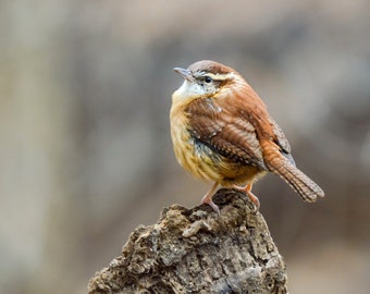 Carolina Wren Photograph - Wren - Bird Photos - Bird Prints - Wall Art - Gifts for Bird Lovers - Nature Photography