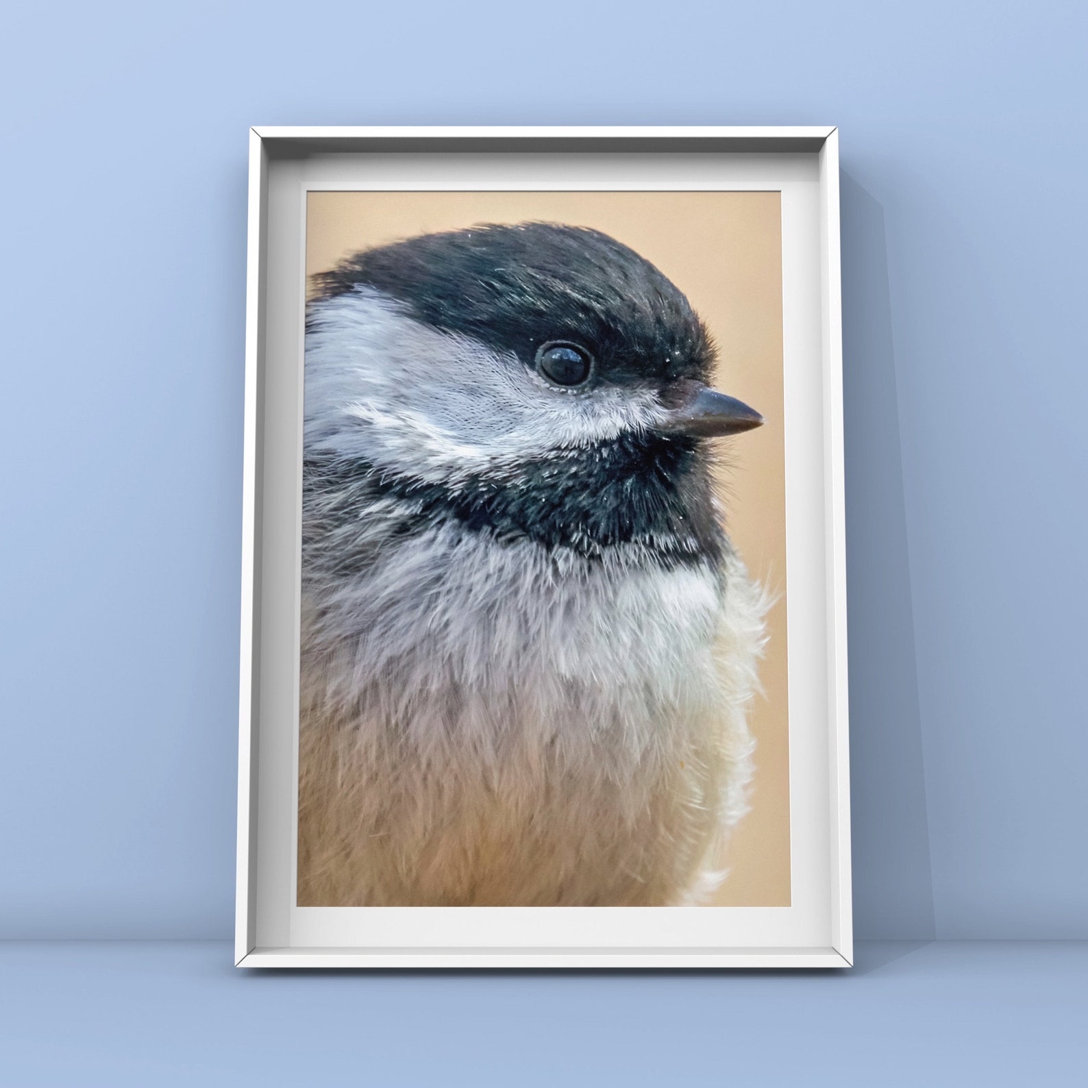 Chickadee Photograph - Black-capped Chickadee - Bird Photography - Bird ...
