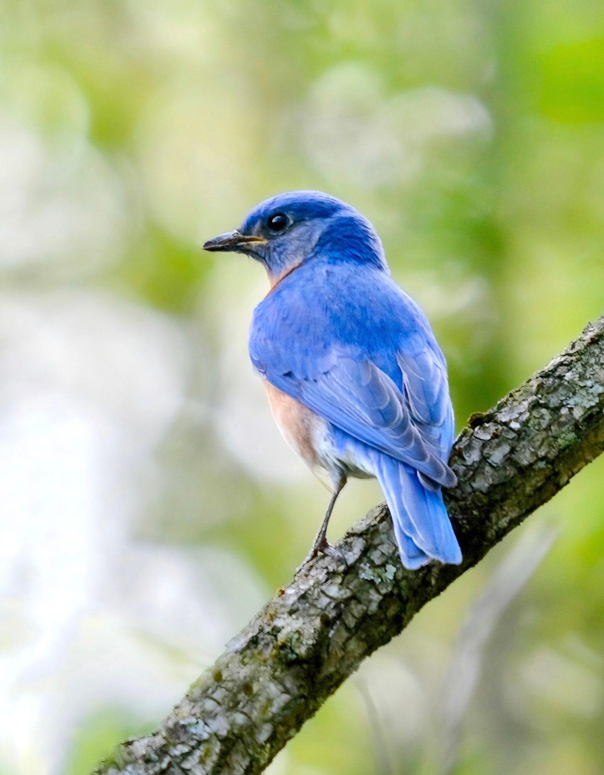 Photographie d'oiseau bleu - Merlebleu de l'Est - Art d'oiseau