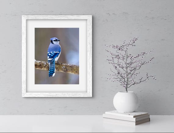 Blue Jay Photograph - Blue Jay - Bird Print - Bird