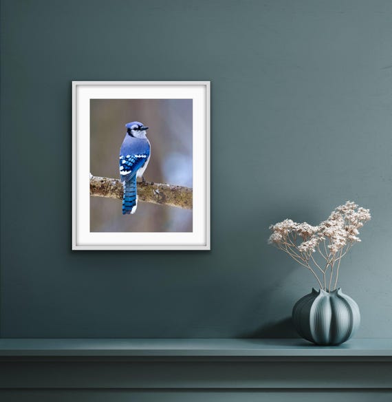 Blue Jay Photograph - Blue Jay - Bird Print - Bird
