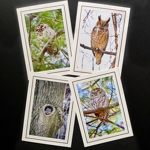 Cartes photo chouette - chouette - cartes de correspondance d'oiseau - photographie d'oiseau - Chouette rayée - hibou grand duc - chouette hurleur - cadeaux pour les amateurs d'oiseaux