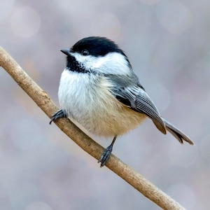Chickadee Photograph - Black-Capped Chickadee - Bird Photography - Nature Photography - Gifts for Bird Lovers