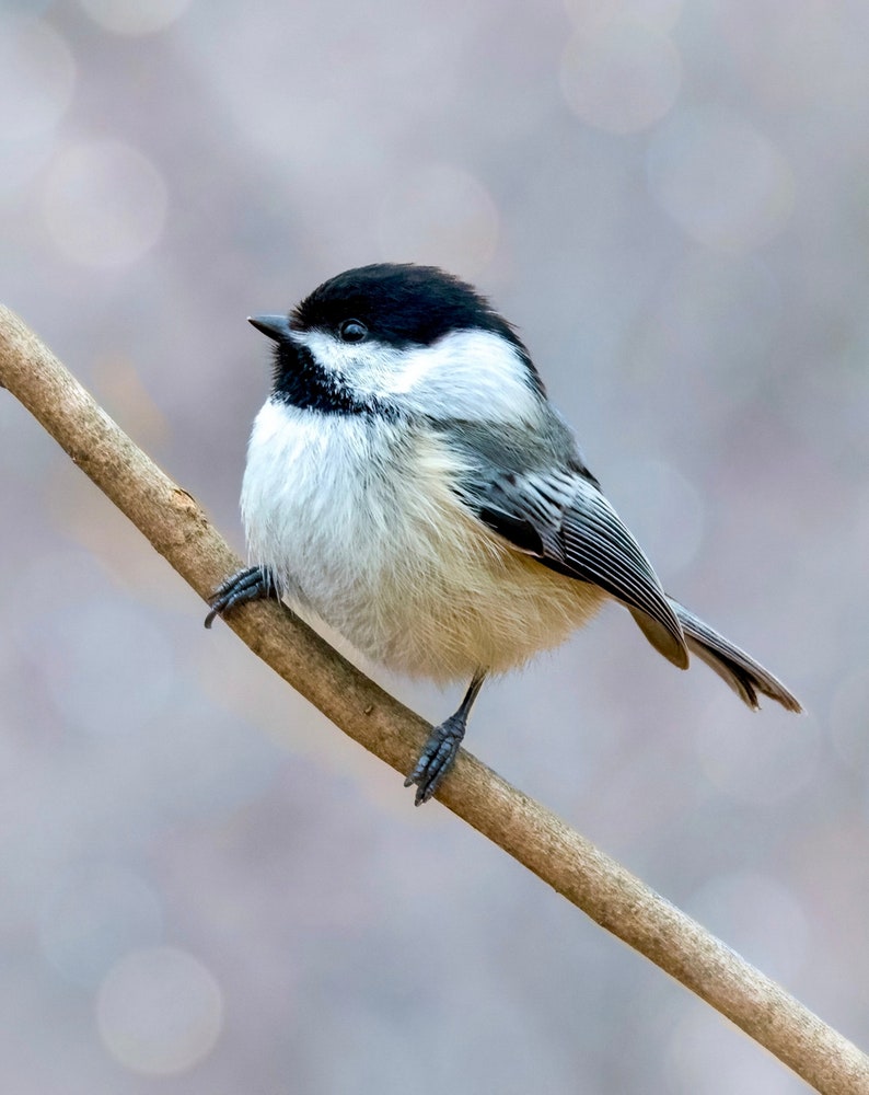 Chickadee Photograph - Black-capped Chickadee - Bird Photography ...