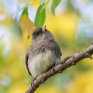 May include: A small, round bird with gray and white feathers perches on a brown branch. The bird looks upward with its beak open. The background is a soft blur of yellow and green foliage, creating a natural, outdoor scene.