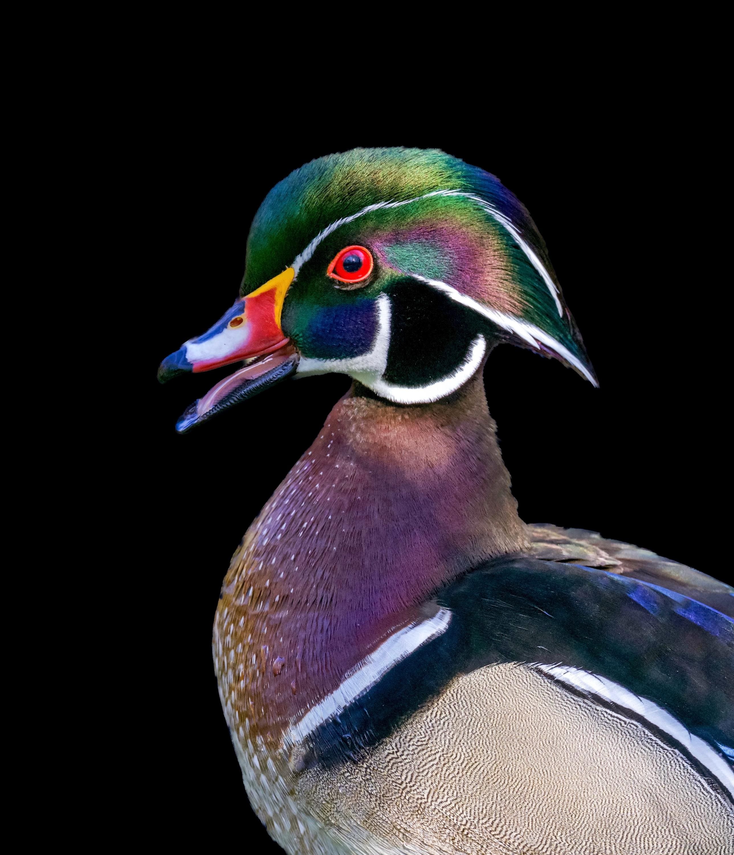 Wood Duck Photograph - Duck - Bird Photos - Bird Prints - Wood Duck - Gifts for Bird Lovers - Nature Photography