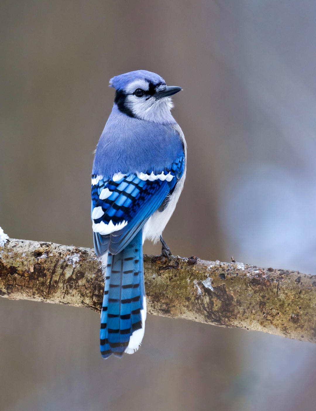 Blue Jay Photograph - Blue Jay - Bird Print - Bird