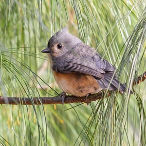Tufted Titmouse Photograph - TItmouse - Bird Photos - Bird Prints - Wall Art - Gifts for Bird Lovers - Nature Photography