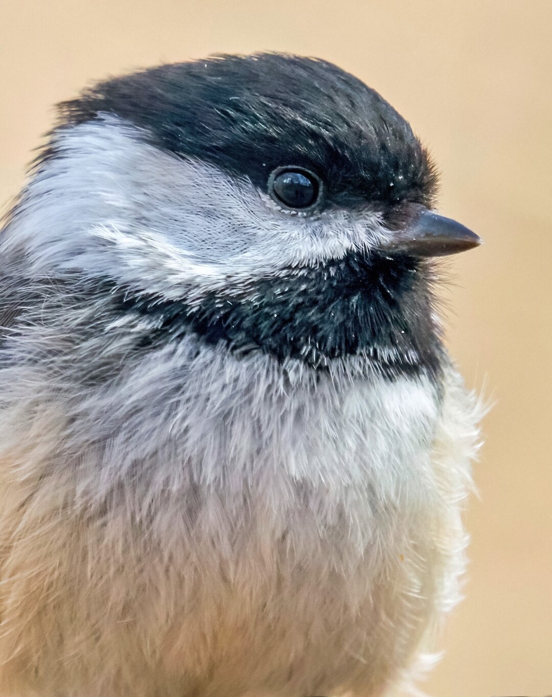 Chickadee Photograph - Black-capped Chickadee - Bird Photography - Bird ...