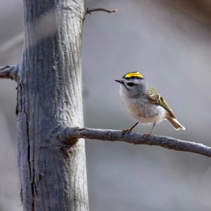 Golden-Crowned Kinglet Photograph - Kinglet - Golden-Crowned Kinglet - Gifts for Bird Lovers - Bird Photography