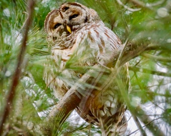 Barred Owl Photograph - Owl - Nature Photography - Wall Art - Bird Photography - Bird Print - Gifts for Bird Lovers