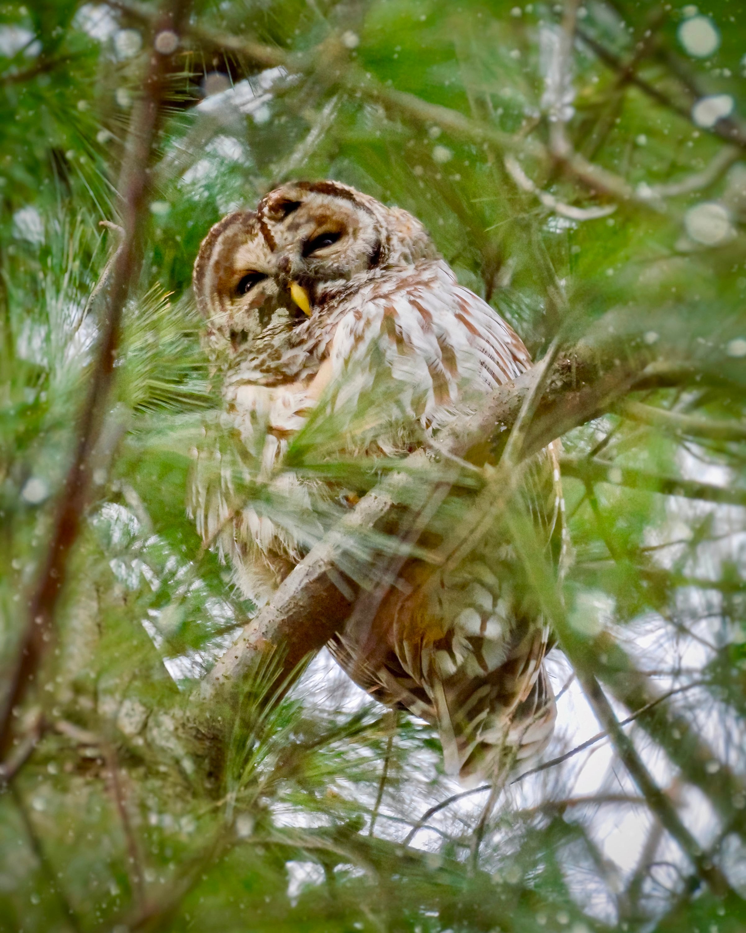 Barred Owl Photograph - Owl - Nature Photography - Wall Art - Bird Photography - Bird Print - Gifts 