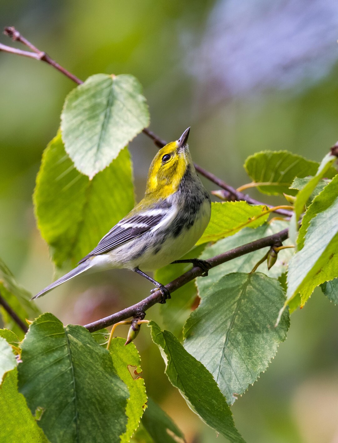 Black-throated Green Warbler Photograph - Warbler - Bird Photos - Bird ...