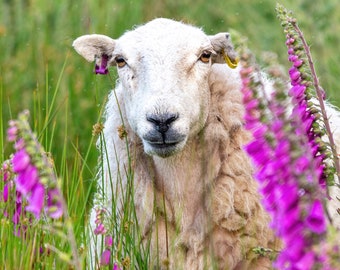 Sheep Photograph - Sheep - Animal Photos - Farm Animal Prints - Farm Animal - Gifts for Animal Lovers - Nature Photography
