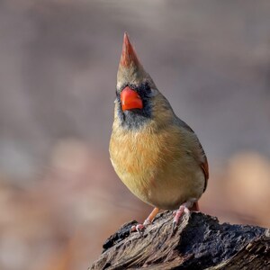 Cardinal Photograph - Cardinal - Gifts for Birdwatchers - Gifts for Bird Lovers - Bird Art - Bird Photography