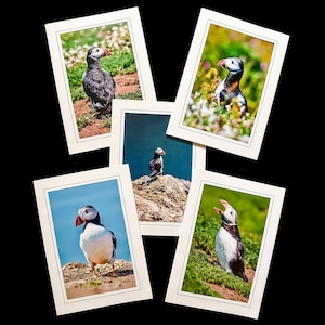 Cartes photo de macareux - Macareux moine - Oiseau de mer - Cartes de note d'oiseau - Photographie d'oiseau - Art d'oiseau - Cadeaux pour les amoureux des oiseaux
