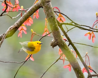 Prothonotary Warbler Photograph - Warbler - Bird Photography - Bird Art - Gifts for Bird Lovers - Wildlife Photography