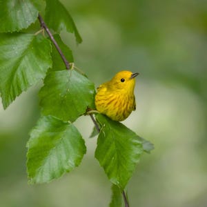 Yellow Warbler Photograpy - Yellow Warbler- Warbler - Warbler Photo - Bird Photography - Bird Art - Gifts for Bird Lovers