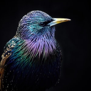 Starling Photography - Bird Art - Bird Photography - Bird Print - Gifts for Bird Lovers - Wildlife Photography