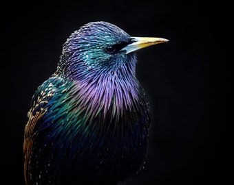 Starling Photography - Bird Art - Bird Photography - Bird Print - Gifts for Bird Lovers - Wildlife Photography
