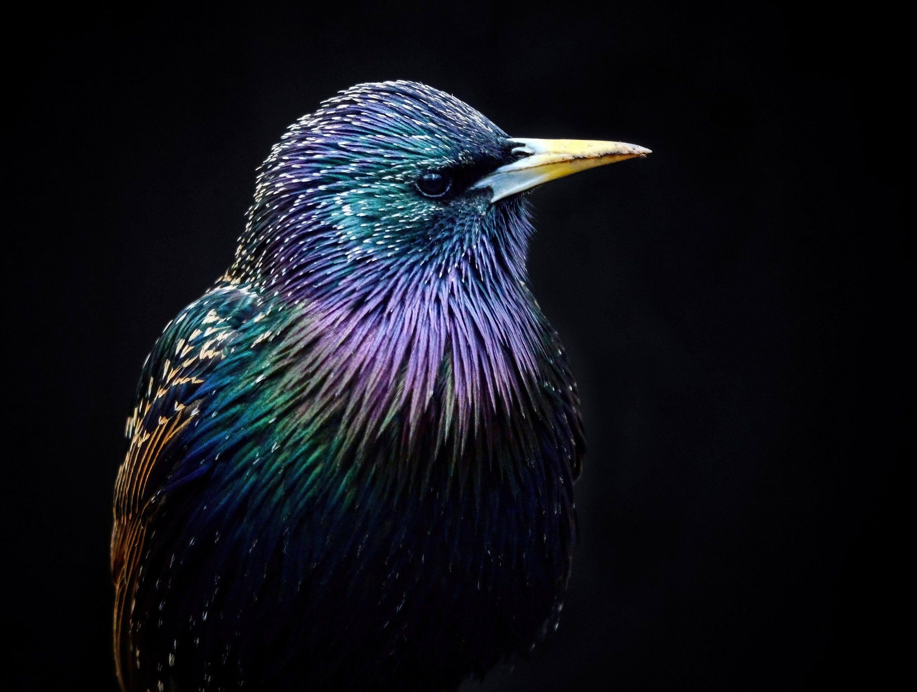 Starling Photography Bird Art Bird Photography Bird Print Gifts for