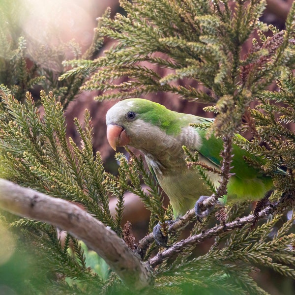 Monk Parakeet - Parakeet - Bird Photograph - Gifts for Bird Lovers - Bird Photography