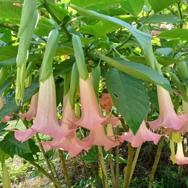 Angel Trumpet Etsy