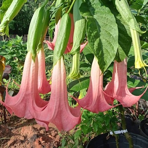 Painted Lady Angel Trumpet Plant