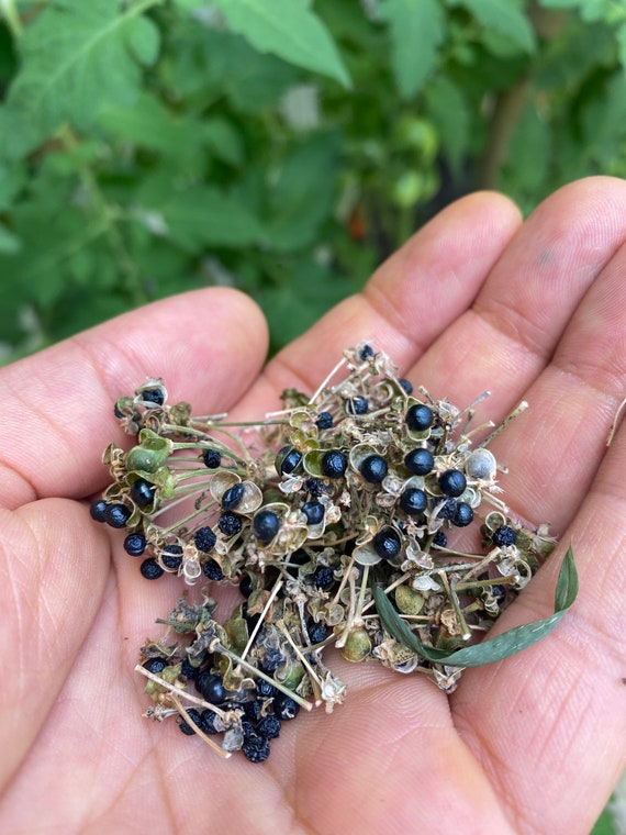 Rare Ramp Seeds Aka Wild Leeks allium Tricoccum Etsy