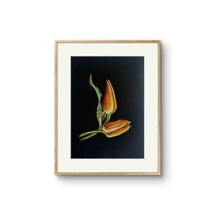 Dessin Original tulipe rouge jaune orange Art, pas d'impression, 7 x 10 pouces, papier noir, pas d'impression, pas d'IA