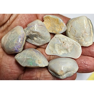53966.0 - 7 Piece Lot of Opalised Shells from Coober Pedy Opal Fields Australia for sale 276.90 carats SOLID Opal Shell Fossils some Colours