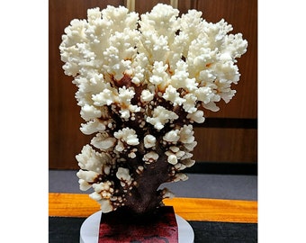 53986.0 - Natural White Coral Tree Ornament: Short Branched Coral Decor