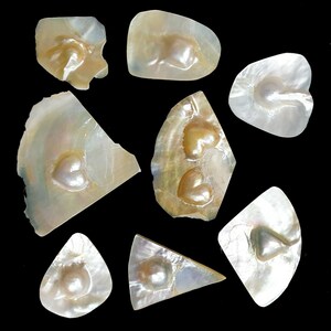 Puede incluir: Nueve piezas de concha de nácar blanco iridiscente con una hendidura en forma de corazón y una perla dentro de cada una. Las conchas son de varios tamaños y formas.