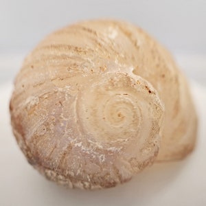 53967.0 - Very Rare Opalised Snail in Very Rare Size and Condition for sale 45.05 carats Mined at the Coober Pedy Opal Fields in Australia