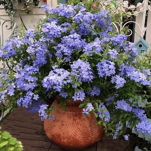 May include: A large terracotta pot overflowing with a vibrant purple flowering plant. The plant is in full bloom, with clusters of delicate flowers covering the pot.