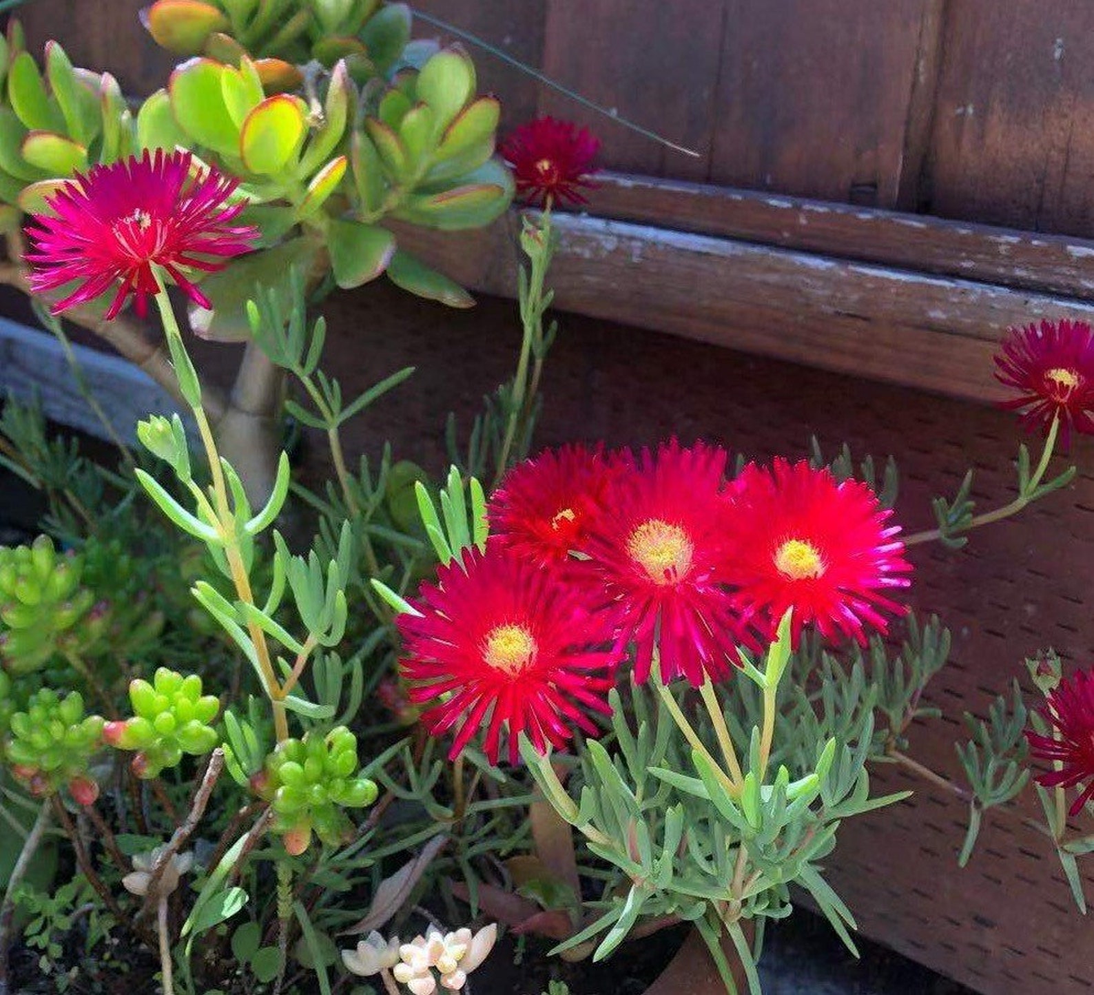 Mini Rosea ice plant Ruby red flowers ground cover super Etsy