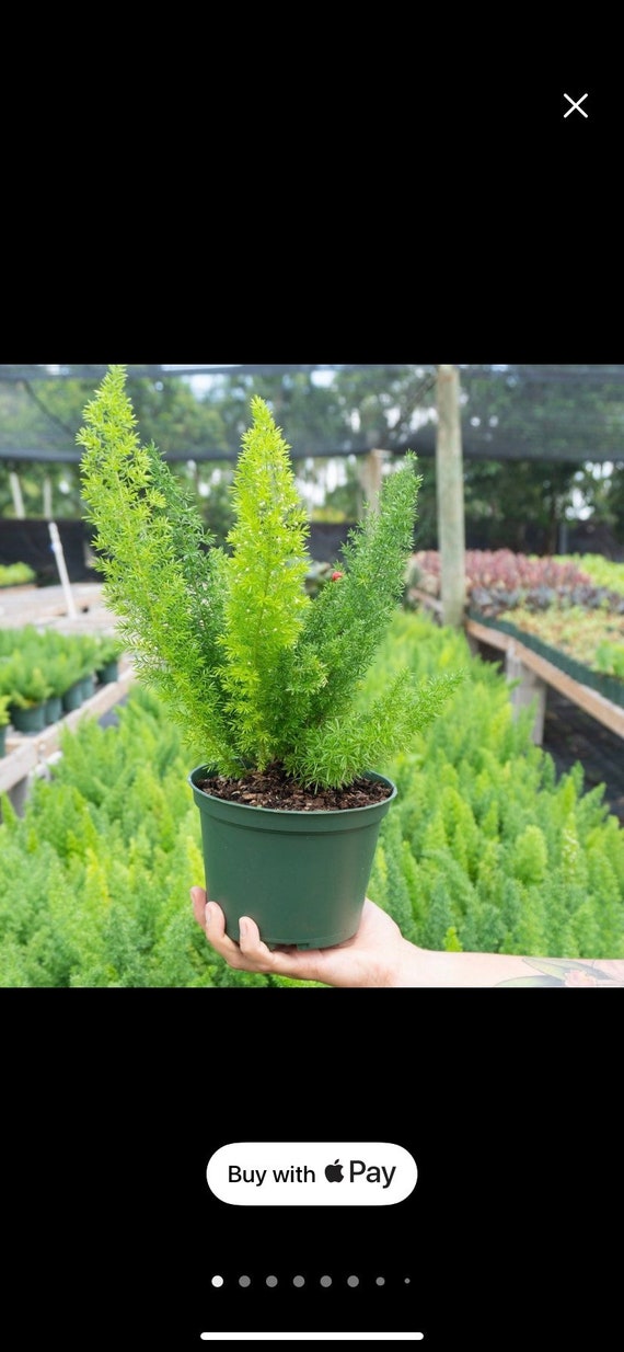 Asparagus Ferns to Know and Grow