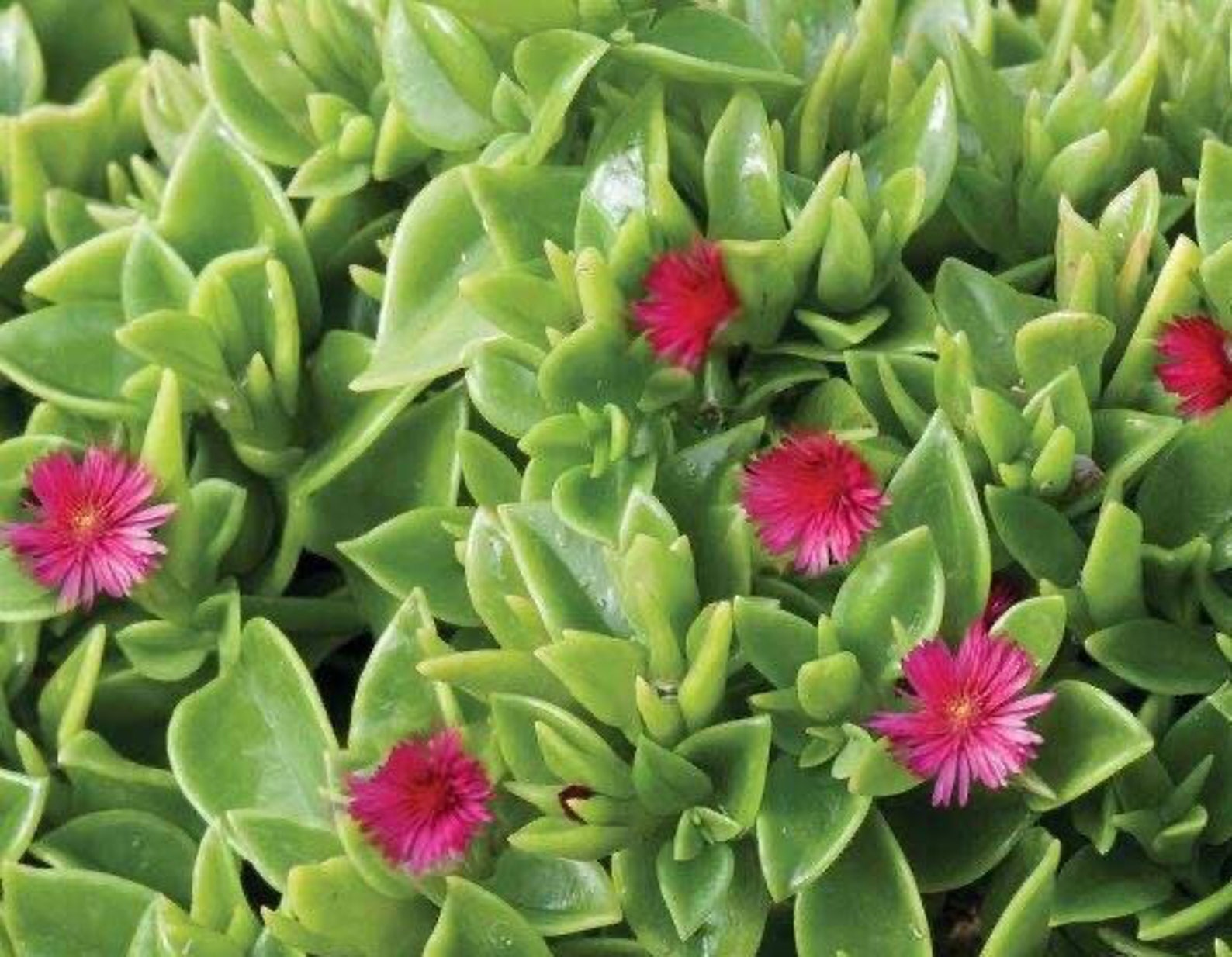 Red apple ice plant 'baby sun rose' ground cover Etsy