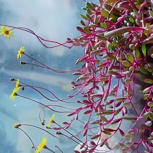 May include: A close-up of a succulent plant with long, thin, red stems and green leaves. The plant is growing in a white pot and is hanging down from the pot. The background is a blurry blue and white.