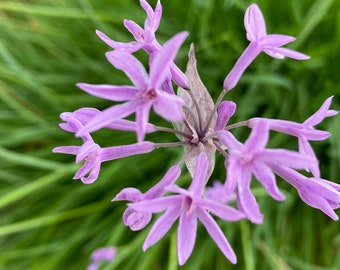 15 bulbs, Society Garlic, Tulbaghia Violacea, super easy to grow and multiply, purple flowers last two seasons