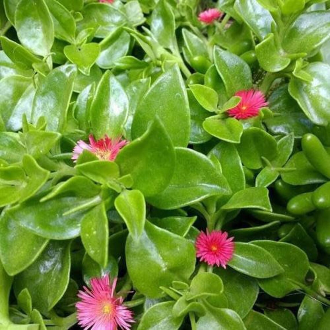 Red apple ice plant 'baby sun rose' ground cover Etsy