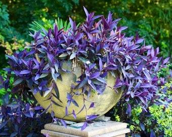 Purple Heart Plant Cuttings: Tradescantia Pallida, Easy Grow - Etsy