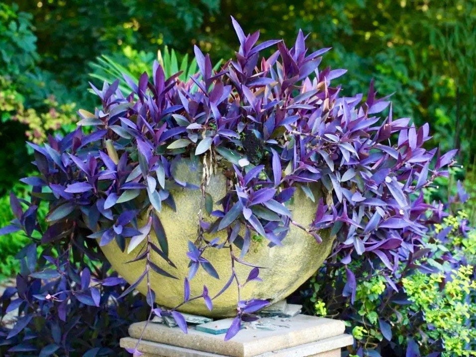 CLEARANCE PRICE, 6” Cutting or Rooted Plants ,hearts Wandering Jew