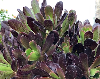 Aeonium Black Beauty, Colorful all year long, Hardy Succulents, clearance sale