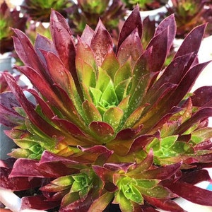 May include: A close-up of a succulent plant with red and green leaves. The leaves are arranged in a rosette pattern and have a glossy finish.